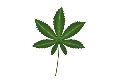 Vibrant marijuana plant leaves with vibrant png