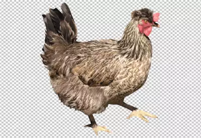 A cute rooster standing in nature looking PNG