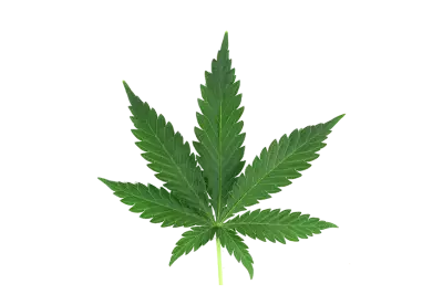 Cannabis leaf transparent background isolate 