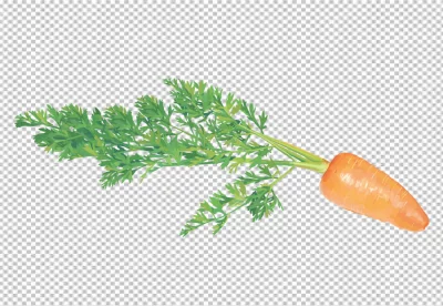 Carrot and a half of a carrot on a transparent background
