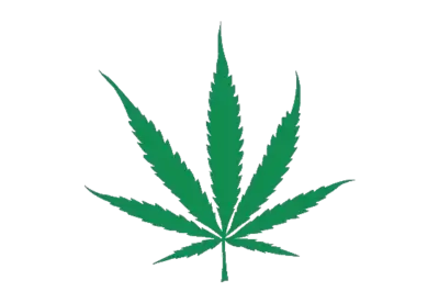 Close-up of leaves png