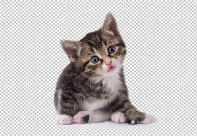 A cute tabby kitten sits looks up at the camera with blue eyes