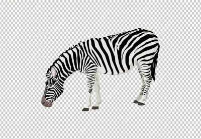 Zebra is standing with its head bowed