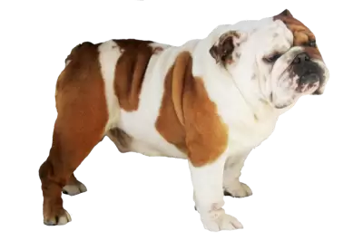 Bulldog Transparent Background png