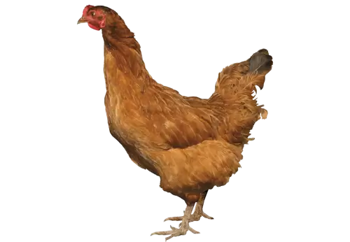 Brown Chicken from side View