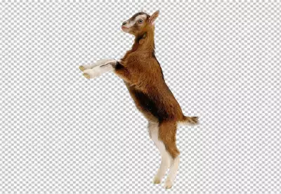 Goat isolated on transparent background png