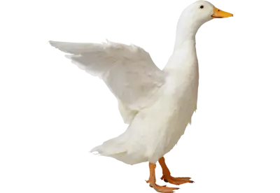 The duck is cleaning itself by flapping its wings