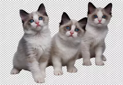 3 Cat look at front side . transparent background 