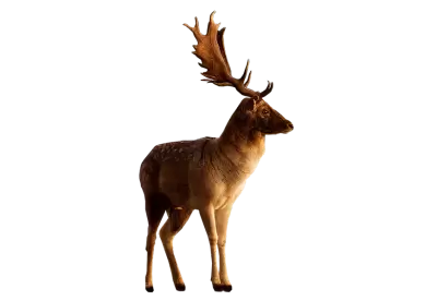 Male Deer looking to side