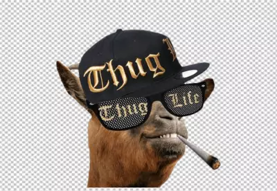 Thug Life Llama