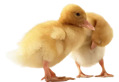 two cute little Ducklings
