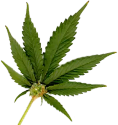 cannabis leaves collection transparent background isolate 
