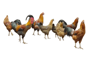 Free photo maney rooster waking in a snowy area during daytime PNG