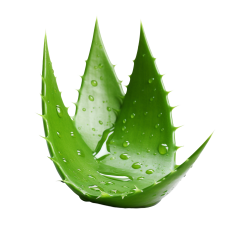 Aloe Vera transparent background