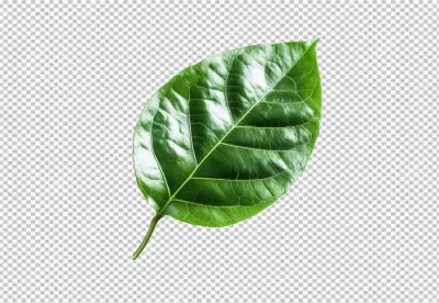 Vibrant Green Leaf PNG Cutout for Nature-Inspired Designs and Eco Projects image