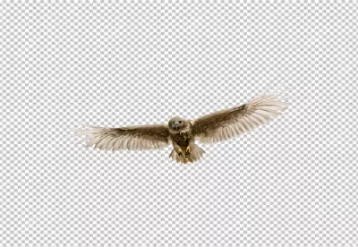 Majestic Owl Soaring Through Air With Wings Spread Wide and Intense Gaze image
