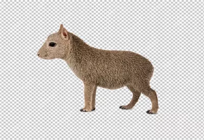 Small Brown Rodent Animal on White Background Wildlife Studio Shot image
