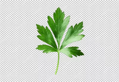 Fresh Green Parsley Leaf Isolated PNG for Culinary and Healthy Lifestyle Designs image