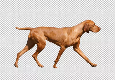 Elegant Vizsla Dog Walking in Profile with Graceful Stride image