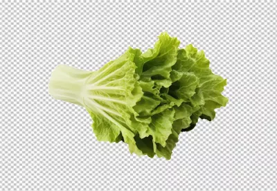 Vibrant Fresh Napa Cabbage for Healthy Asian Cuisine image