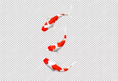 Three Vibrant Red and White Koi Fish Gracefully Swimming on a Pure White Background image