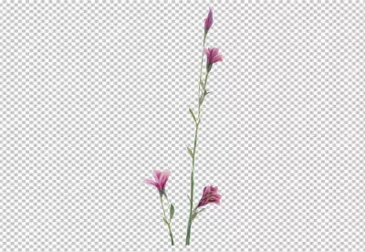 Graceful Pink Bell Flowers Blooming on a Tall Green Stem Isolated image