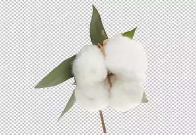 cotton plant with buds transparent BG