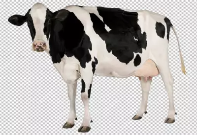 Agriculture farm cow