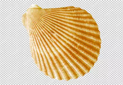 Beautiful Shell Isolated 
