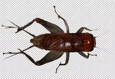 Cricket insect are typically brown or black in color, and they have long, slender antennae