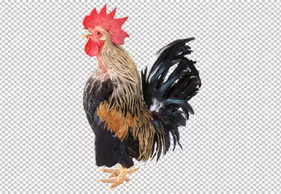 Close up on beautiful chicken  PNG