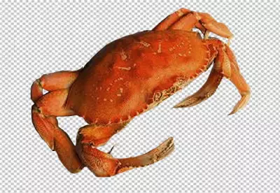 crab with orange and brown coloring on transparent background