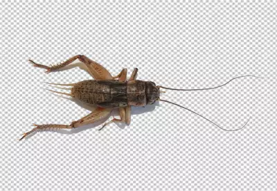 The Cricket insect is photographed from a dorsal view