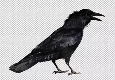 A pensive crow looking to the right