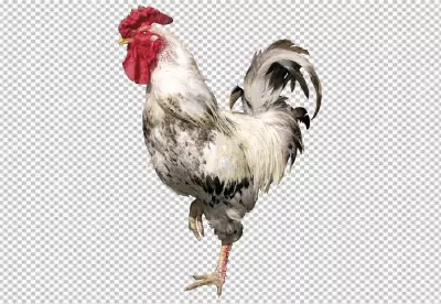 Rooster in photorealistic style