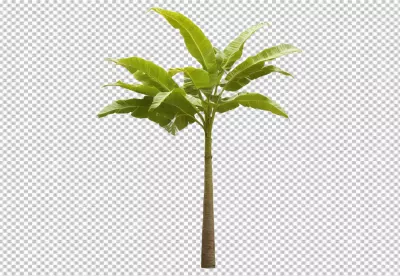 Vibrant Banana Plant Isolated on White Background with Lush Green Foliage image