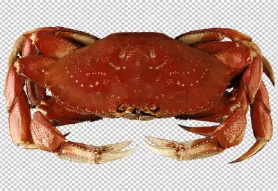 Red crab and its on transparent PNG