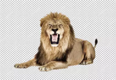 Lion roaring also the king of the jungle, and this photo captures his majestic beauty