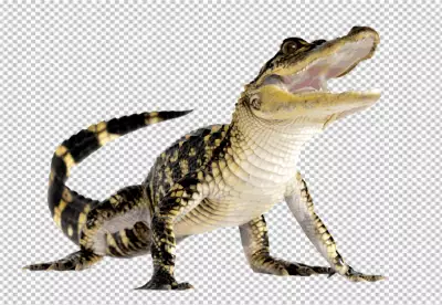Full body crocodile Cut Out Stock Images & Pictures
