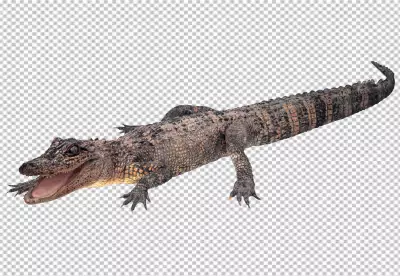 Crocodile on white background with clipping path