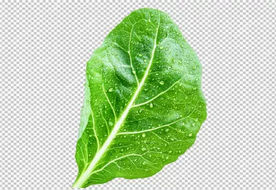 Vibrant Green Leaf with Fresh Water Droplets Nature Element on White Background image