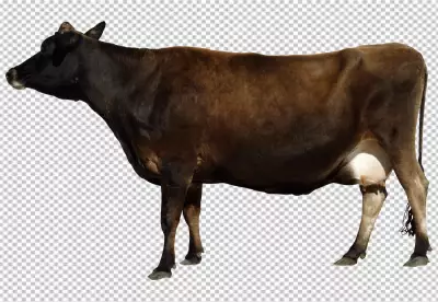 black and white milk cow on transparent background PNG