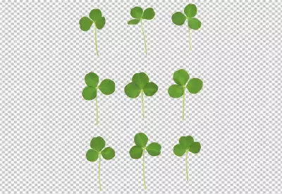 Clover transparent background 