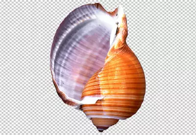 Stunning conch shell transparent background PNG
