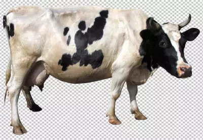 Profile of a Cow on png Background