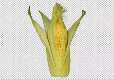 Close up on fresh corn ready to eat