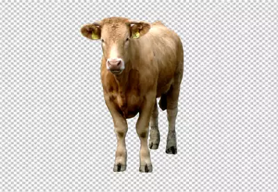 white milk cow on transparent background