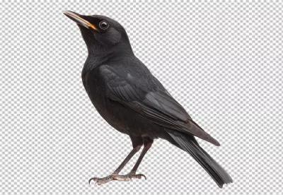Detailed Blackbird Looking Up Transparent PNG for Nature Wildlife Designs image