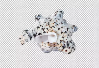 PNG Summer concept with shells