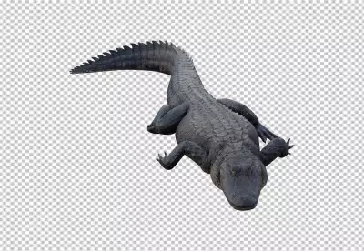 American Alligator Crocodiles Nile Crocodile